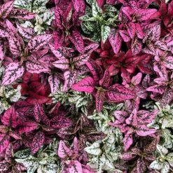 Indoor Garden Hypoestes Phyllostachya Splash Select Mix Shrubs