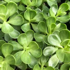 Succulents Full Sun Senecio Jacobsenii Weeping Jade Succulent Groundcover Pack