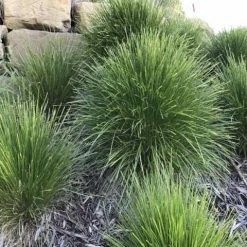 Shrubs Full Sun Lomandra Confertifolia