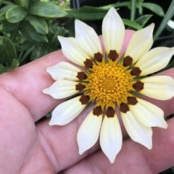 Shrubs Gazania Rigens New Day White Border Plants