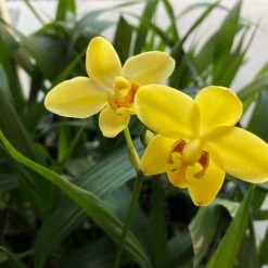 Shrubs Spathoglottis Lemon Kiss Full Sun