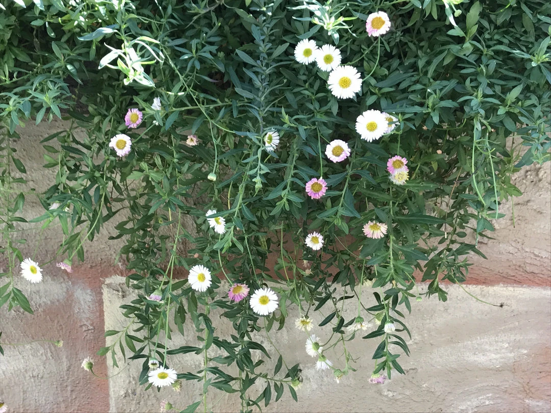 Shrubs Erigeron Karvinskianus Seaside Daisy Ground Covers 9 Shrubs Erigeron Karvinskianus Seaside Daisy Ground Covers