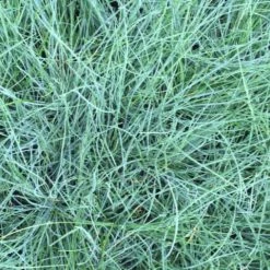 Shrubs Full Sun Festuca Glauca