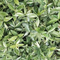 Shrubs Valley Lights Variegated Star Jasmine