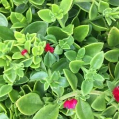 Succulents Aptenia Cordifolia Full Sun