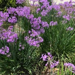 Shrubs Border Plants Tulbaghia Violacea