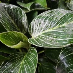 Indoor Garden Philodendron Birkin - 85mm Easy Care Plants 12 Indoor Garden Philodendron Birkin - 85mm Easy Care Plants