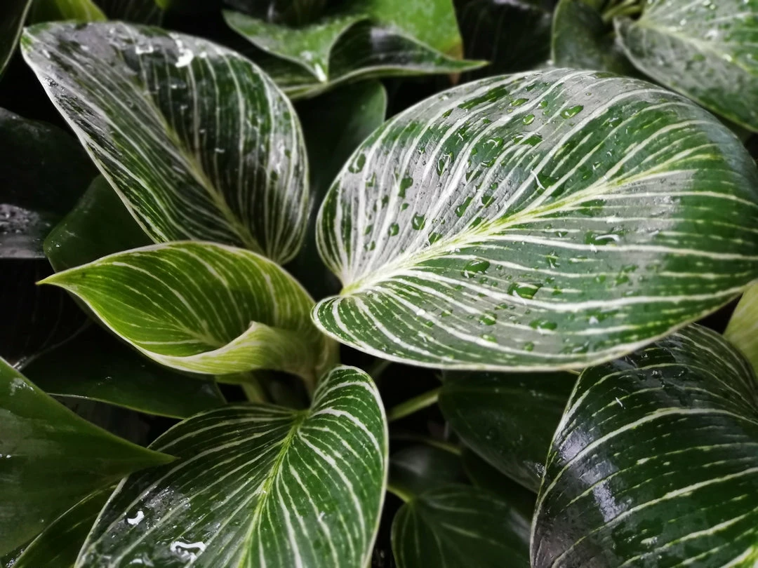 Indoor Garden Philodendron Birkin - 85mm Easy Care Plants 7 Indoor Garden Philodendron Birkin - 85mm Easy Care Plants