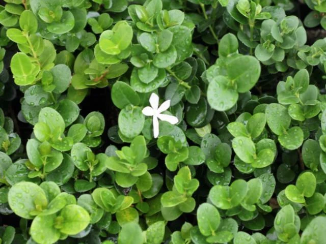 Hedge Carissa Grandiflora 'Desert Star' 6 Hedge Carissa Grandiflora 'Desert Star'