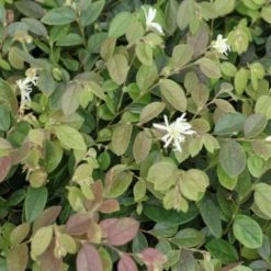 Hedge Loropetalum "White Fringe Flower" Shrubs