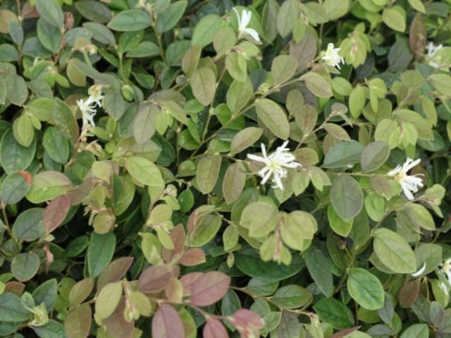Hedge Loropetalum "White Fringe Flower" Shrubs 4 Hedge Loropetalum "White Fringe Flower" Shrubs