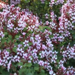 Shrubs Bauhinia Corymbosa