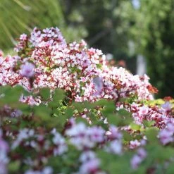 Shrubs Bauhinia Corymbosa