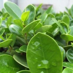 Hedge Ficus Microcarpa Green Island