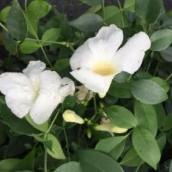 Shrubs Full Sun Pandorea Jasminoides Alba