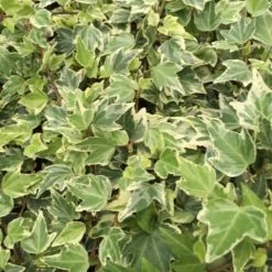 Shrubs Full Sun Hedera Helix