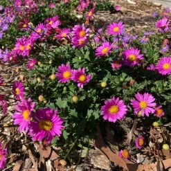 Shrubs Ground Covers Brachyscome Multifida Fresco Candy