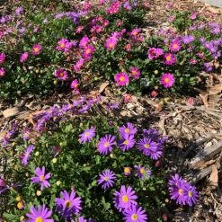 Shrubs Brachyscome Fresco Purple