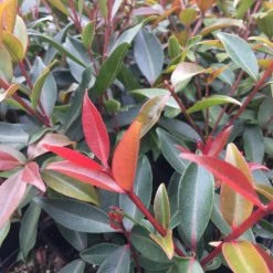 Hedge Shrubs Metrosideros Fiji Fire™