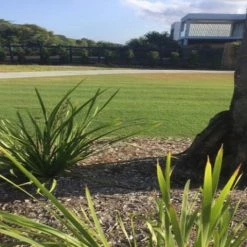 Shrubs Lomandra Longifolia Mat Rush