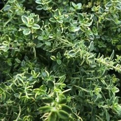 Shrubs Thymus X Citriodorus Variegated Lemon Thyme