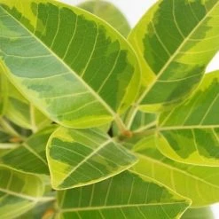 Indoor Garden Full Sun Ficus Altissima Yellow Gem