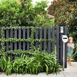 Shrubs Agapanthus Orientalis Blue