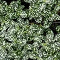 Indoor Garden Border Plants Fittonia Verschaffeltii Starlight