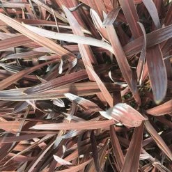 Shrubs Cordyline Terminalis 'Red Sensation' Full Sun