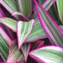 Shrubs Tradescantia Dwarf Variegated Rhoeo Discolour Pink Border Plants
