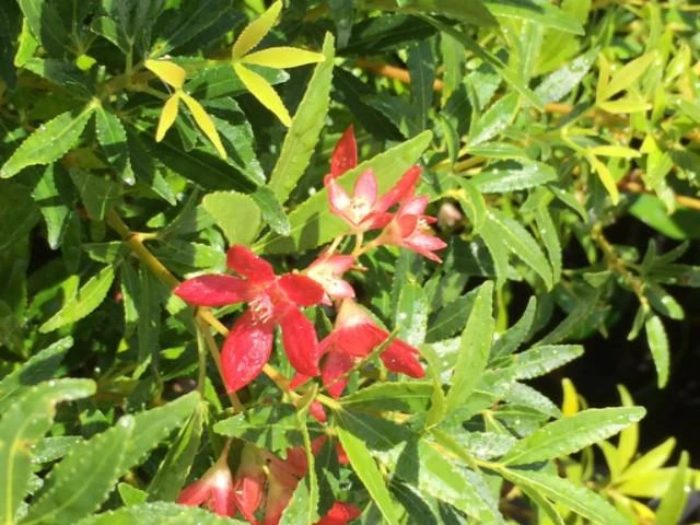 Hedge Ceratopetalum Gummiferum Alberys Red Shrubs 5 Hedge Ceratopetalum Gummiferum Alberys Red Shrubs