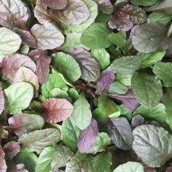 Shrubs Ajuga Reptans Purpurea Matt Forming Ground Cover Pack Border Plants