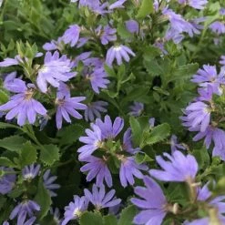 Shrubs Scaevola Albida Mauve Clusters Full Sun