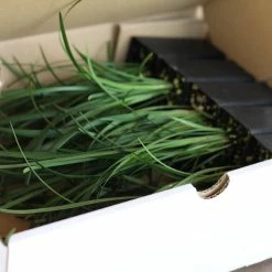 Shrubs Border Plants Liriope Evergreen Giant Plant (Grass-Like) Packs