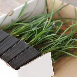 Shrubs Full Sun Liriope Muscari Big Blue