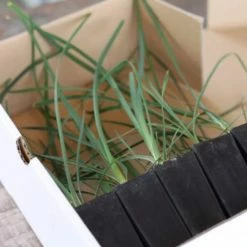 Shrubs Lomandra Spicata Full Sun