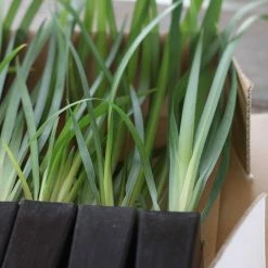 Shrubs Dietes Bicolor