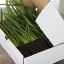 Shrubs Dietes Bicolor