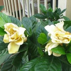 Hedge Gardenia Augusta Golden Magic
