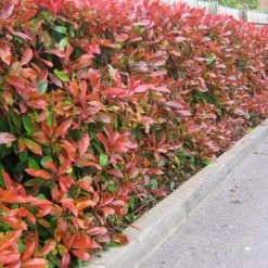 Hedge Photinia Red Robin Screening Pack Hedging Plants