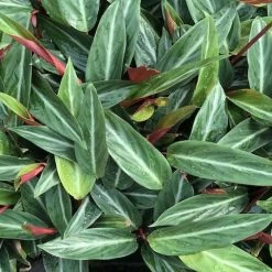 Indoor Garden Stromanthe Sanguinea Easy Care Plants