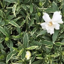 Hedge Shrubs Gardenia Augusta Radicans Variegata