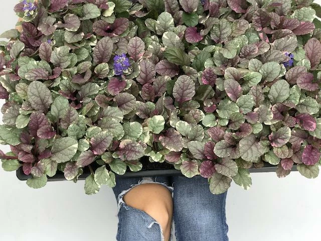 Shrubs Ajuga Reptans Burgundy Lace Full Sun 6 Shrubs Ajuga Reptans Burgundy Lace Full Sun