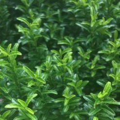 Hedge Euonymus Japonicus Tom Thumb (Compact)