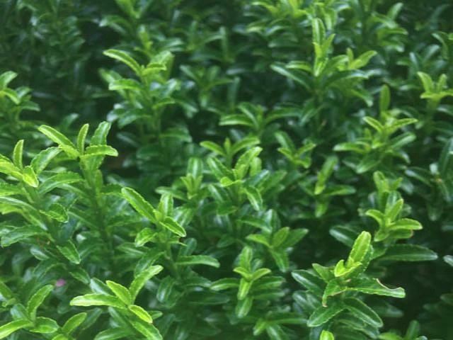 Hedge Euonymus Japonicus Tom Thumb (Compact) 4 Hedge Euonymus Japonicus Tom Thumb (Compact)