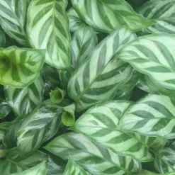 Indoor Garden Calathea Louisae Freddy