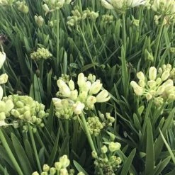 Shrubs Agapanthus 'Double Diamond'