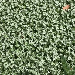 Shrubs Dichondra Silver Falls Hanging Plant