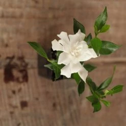 Shrubs Gardenia Augusta Radicans Low-Growing Plant Pack