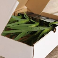 Shrubs Full Sun Dietes Iridioides